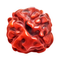 4 Mukhi Rudraksha (Indonesian)